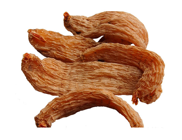 贵州天麻